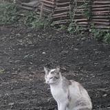 Foto del gato perdido en Douchy Les Mines
