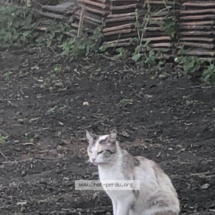 Foto 1/1 Nougat Chat perdido en Douchy les mines