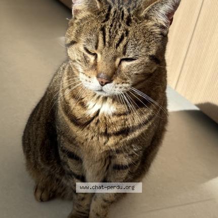 Foto 1/3 Gato encontrado Encontrado en Leon