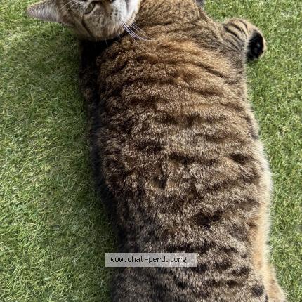 Foto 2/3 Gato encontrado Encontrado en Leon