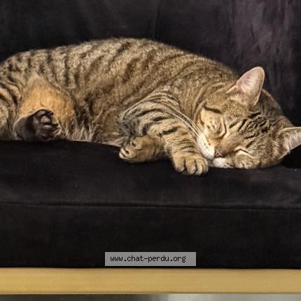 Foto 3/3 Gato encontrado Encontrado en Leon