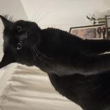 Foto del gato perdido en Talence