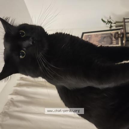 Foto 1/1 Serane Chat perdido en Talence