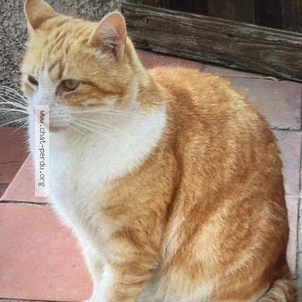 Foto 1/1 Ginger Chat perdido en Bagnols sur ceze