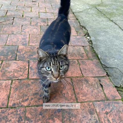 Foto 1/1 Gato encontrado Encontrado en Sommevoire