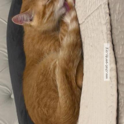 Foto 2/3 TCHINO Chat perdido en Bois colombes