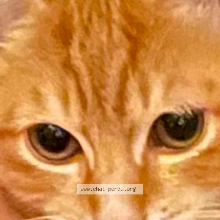 Foto 3/3 TCHINO Chat perdido en Bois colombes