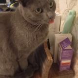 Foto del gato perdido en La Chapelle De Brain