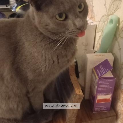 Foto 1/1 Indiane Chat perdido en La chapelle de brain