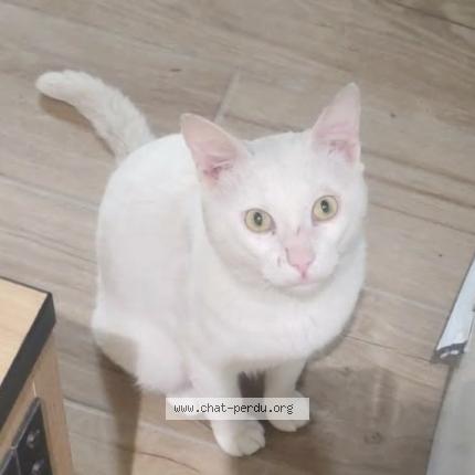Foto 1/1 Moshi Chat perdido en Tarbes