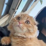 Foto del gato perdido en Toulon