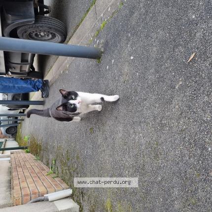 Foto 1/1 Gato encontrado Encontrado en Les pavillons sous bois