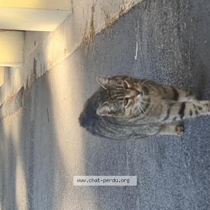 Foto 1/1 Gato encontrado Encontrado en Nice