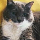 Foto del gato perdido en Cadillac Sur Garonne