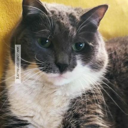 Foto 1/3 Tootsy Chat perdido en Cadillac sur garonne