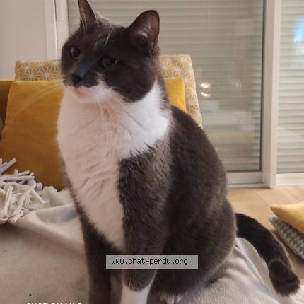 Foto 2/3 Tootsy Chat perdido en Cadillac sur garonne