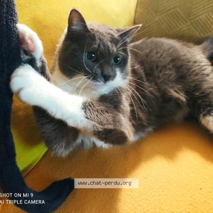 Foto 3/3 Tootsy Chat perdido en Cadillac sur garonne