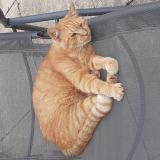 Foto del gato perdido en Royan