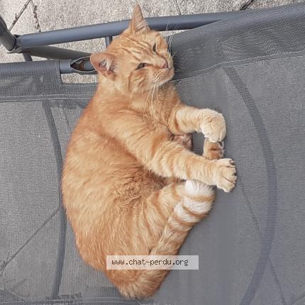 Foto 1/1 COOKIE Chat perdido en Royan