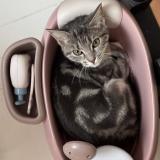 Foto del gato perdido en Montmorency