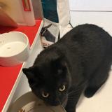 Foto de gato encontrado en Sorede