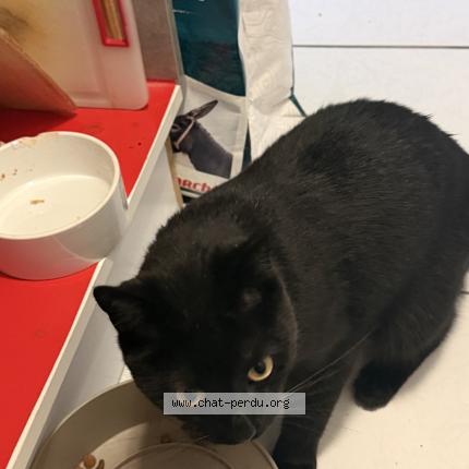 Foto 1/1 Gato encontrado Encontrado en Sorede