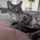 Foto del gato perdido en Fribourg