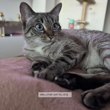 Foto 1/1 Neisy Chat perdido en Fribourg