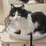 Foto del gato perdido en Puimoisson