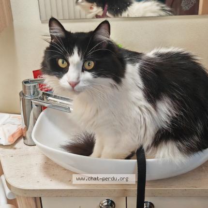 Foto 1/1 STELLA Chat perdido en Puimoisson