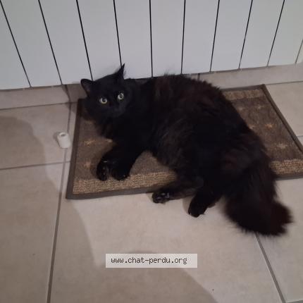 Foto 1/1 JUNO Chat perdido en Saint leger sous cholet