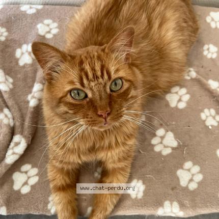 Foto 1/1 Momo Chat perdido en Val de reuil