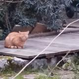 Foto de gato encontrado en St Meloir Des Ondes