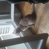 Foto de gato encontrado en Paris