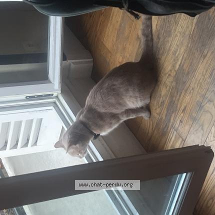 Foto 1/1 Gato encontrado Encontrado en Paris