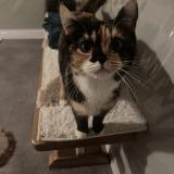 Foto del gato perdido en Thoraise