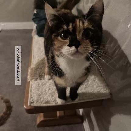 Foto 1/3 Pépé Chat perdido en Thoraise