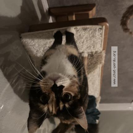 Foto 2/3 P&eacute;p&eacute; Chat perdido en Thoraise