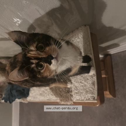 Foto 3/3 Pépé Chat perdido en Thoraise