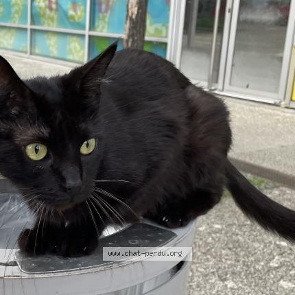 Foto 1/1 Gato encontrado Encontrado en Merignac