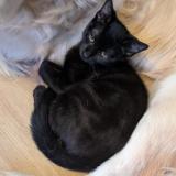 Foto del gato perdido en Villemur Sur Tarn