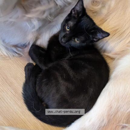 Foto 1/1 Beerus Chat perdido en Villemur sur tarn