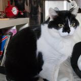 Foto del gato perdido en Fismes