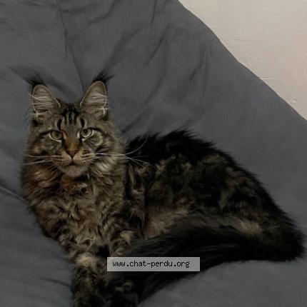 Foto 1/1 Yuma Chat perdido en Vierzy