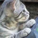 Foto del gato perdido en Marina Del Rey