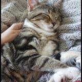 Foto del gato perdido en Juziers