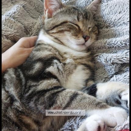 Foto 1/1 Missy Chat perdido en Juziers