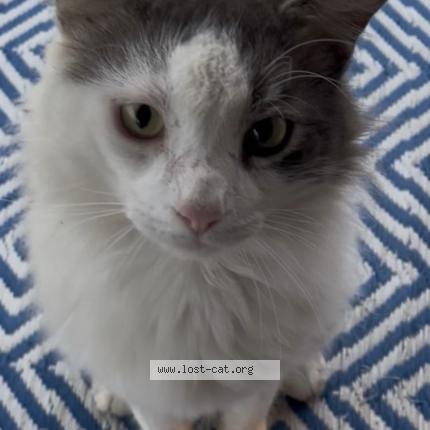 Foto 1/1 Deli Chat perdido en Jennings