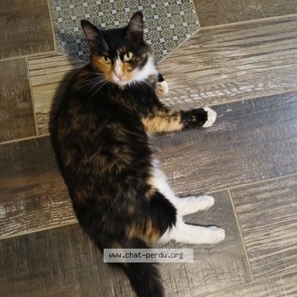 Foto 1/1 Shiro Chat perdido en Serignac sur garonne