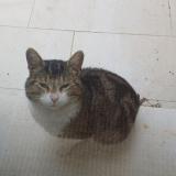 Foto de gato encontrado en Atur